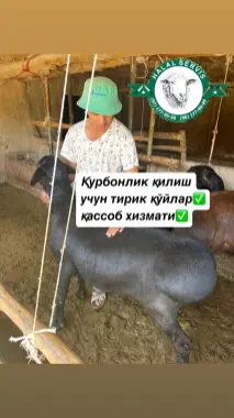 Qurbonlik uchun tirik qo’ylar, qassob xizmati