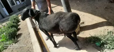Qurbonlikka qochqor sotiladi