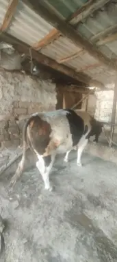 Qurbon hayitga buqa bor.