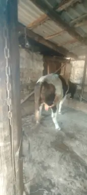Qurbon hayitga buqa bor.