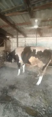 Qurbon hayitga buqa bor.