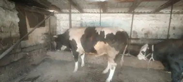 Qurbon hayitga buqa bor.