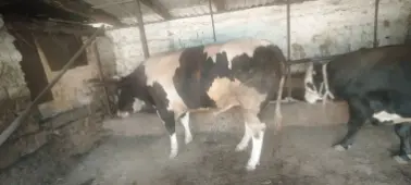 Qurbon hayitga buqa bor.