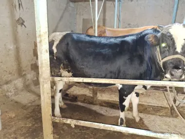 Qurbonlik uchun xonadonda boqilgan buqa bor Toshkentda