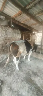 Qurbon hayitga buqa bor.