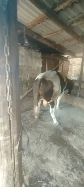 Qurbon hayitga buqa bor.
