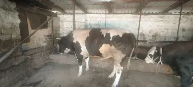 Qurbon hayitga buqa bor.