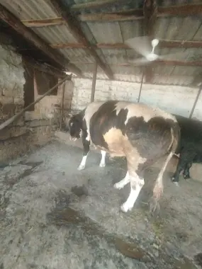 Qurbon hayitga buqa bor.