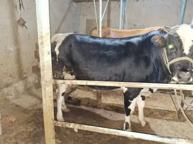 Qurbonlik uchun xonadonda boqilgan buqa bor Toshkentda