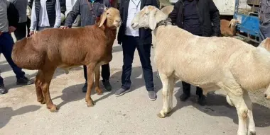 Qurbonlik qoylar