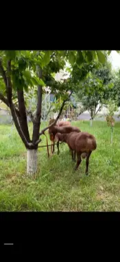 Qochoqlar qoʻchqor qoy qo'y exson aqiqa qurbonlikka