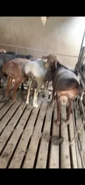 Qochoqlar qoʻchqor qoy qo'y exson aqiqa qurbonlikka