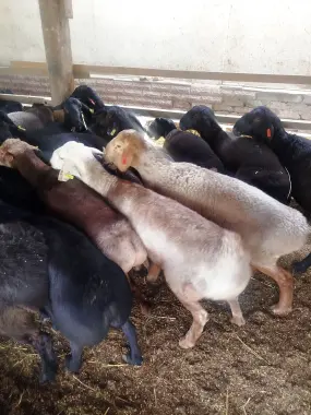 Qoy qoylar bor. Qurbon hayitiga qochqorlar bor