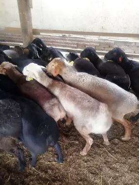 Qoy qoylar bor. Qurbon hayitiga qochqorlar bor