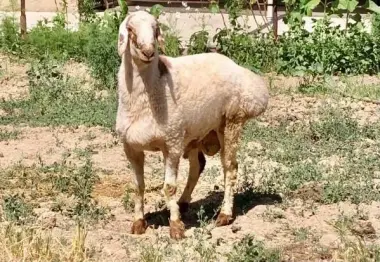 Qoylar sotiladi qurbonlikka