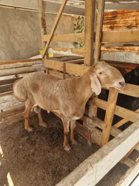 Qoylar sotiladi qurbonlikka