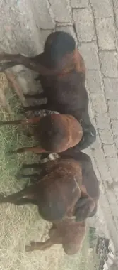 Qurbonlik uchun qoylar sotiladi