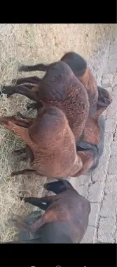 Qurbonlik uchun qoylar sotiladi