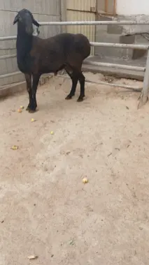 Qochqor qurbonlik uchun