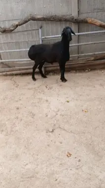 Qochqor qurbonlik uchun