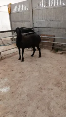 Qochqor qurbonlik uchun