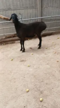 Qochqor qurbonlik uchun