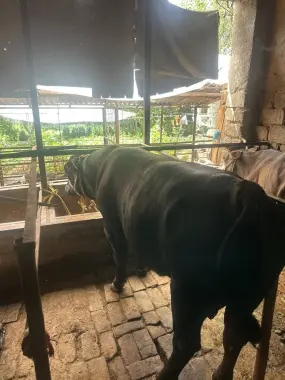 Angus buqa sotiladi qurbonlika