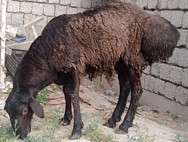 Qurbonlik uchun qo'y