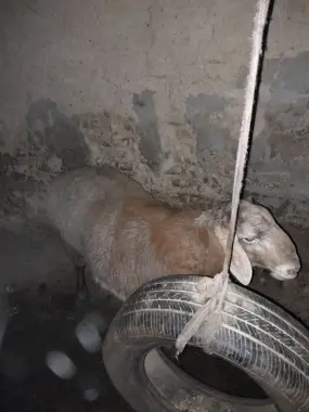 Qoy sotiladi qurbon hayitga