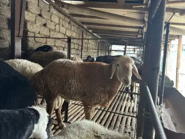 Qurbonlik uchun qo'y va qo'chqorlar