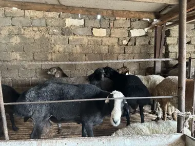 Qurbonlik uchun qo'y va qo'chqorlar