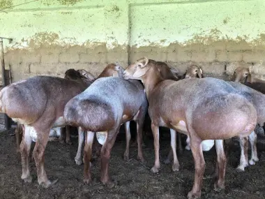 Qurbonlik uchun Qo'ylar