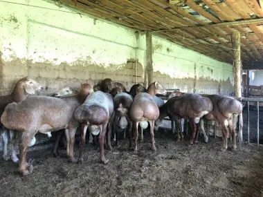 Qurbonlik uchun Qo'ylar