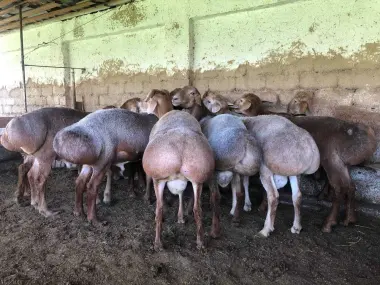 Qurbonlik uchun Qo'ylar