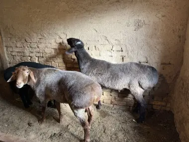 Qoyla bor Qurbonlika qoyla sotiladi
