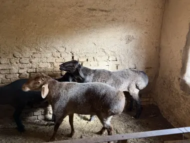 Qoyla bor Qurbonlika qoyla sotiladi