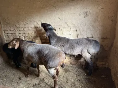 Qoyla bor Qurbonlika qoyla sotiladi