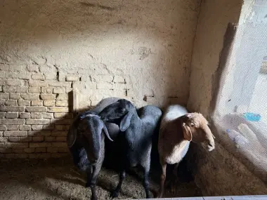 Qoyla bor Qurbonlika qoyla sotiladi