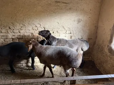 Qoyla bor Qurbonlika qoyla sotiladi