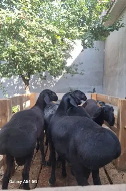 Qurbonlik uchun Xisori qo'ylari