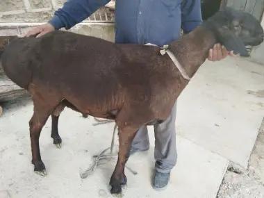Qurbonlik uchun qochqorlar