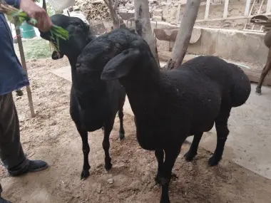 Qurbonlik uchun qochqorlar