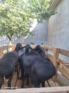 Qurbonlik uchun Xisori qo'ylari