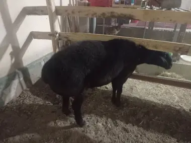 Qochqorlar sotiladi qurbonlikka