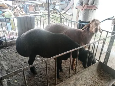 Qochqorlar sotiladi qurbonlikka