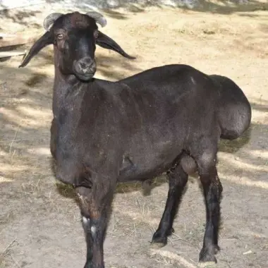 Qurbonlik uchun qo'chqorlar va qassob xizmati