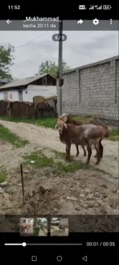 Qurbonlika 70-130 kg gacha qoylar bor
