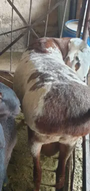 Qurbonlikka qo'y,qo'chqorlar