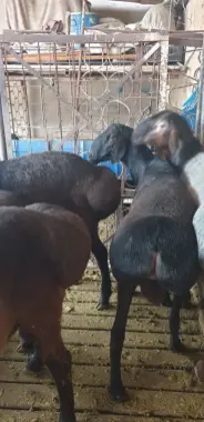Qurbonlikka qo'y,qo'chqorlar