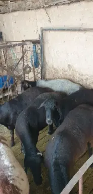 Qurbonlikka qo'y,qo'chqorlar